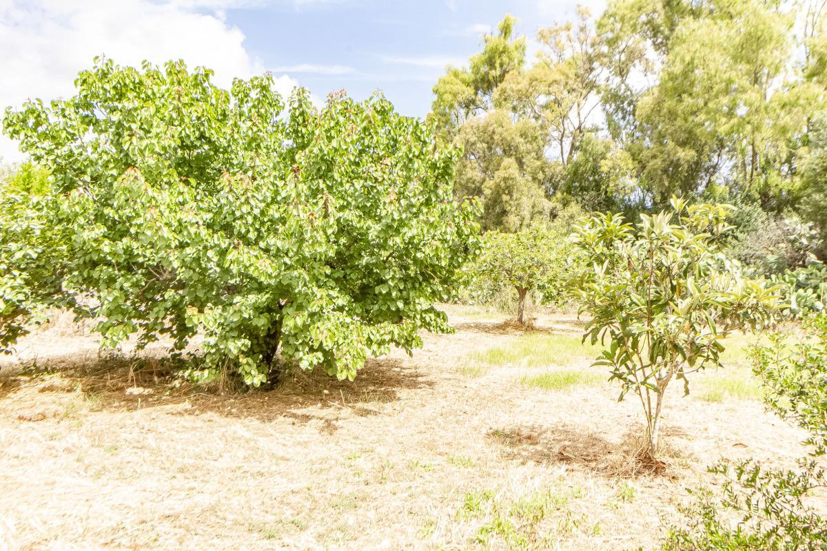 Sassari Loc. Pian de Sorres  podere con fabbricati e oltre 6 ettari di terreno coltivato