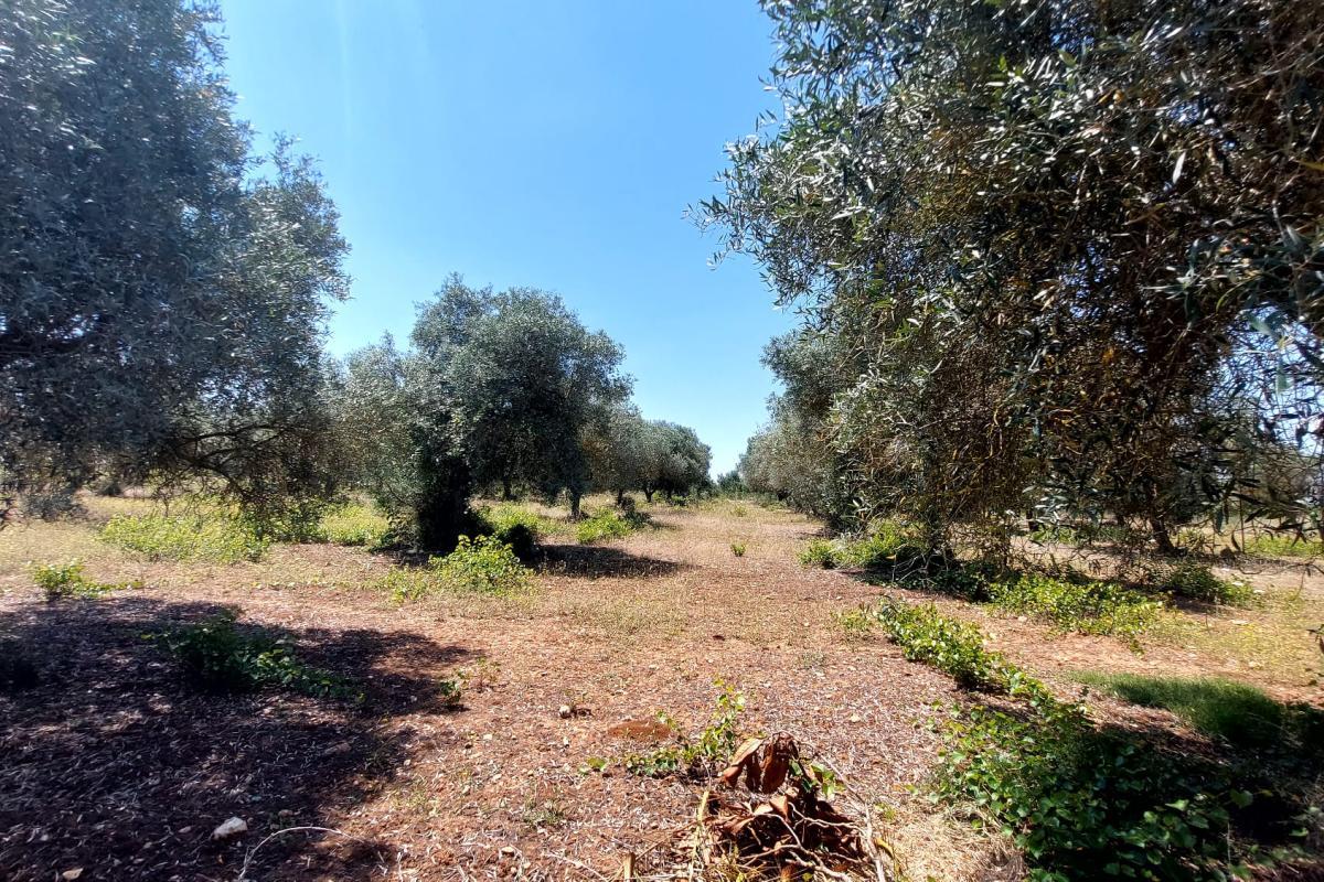 Sassari Loc. Pian de Sorres  podere con fabbricati e oltre 6 ettari di terreno coltivato