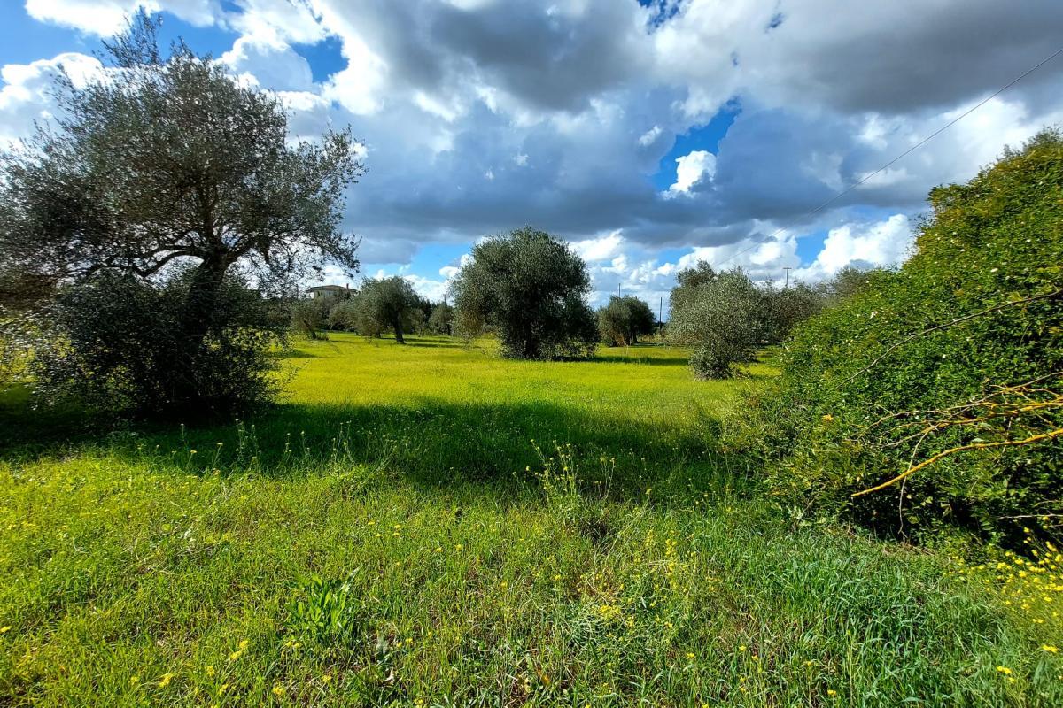 Sassari Bancali terreno 3 ettari + casa indipendente  da ristrutturare mq 63  e  3 ettari di oliveto