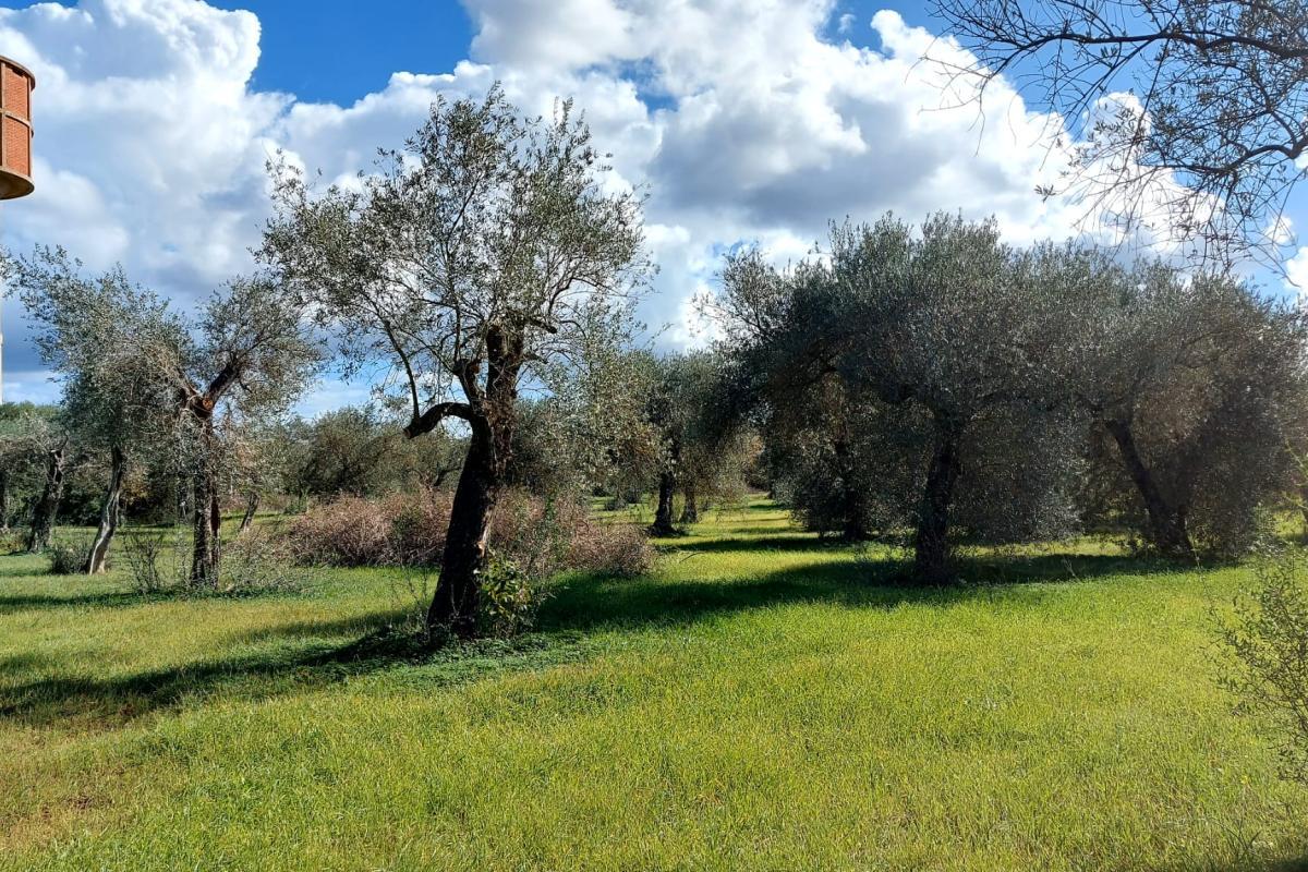 Sassari Bancali casa indipendente  da ristrutturare mq 63  e  3 ettari di oliveto