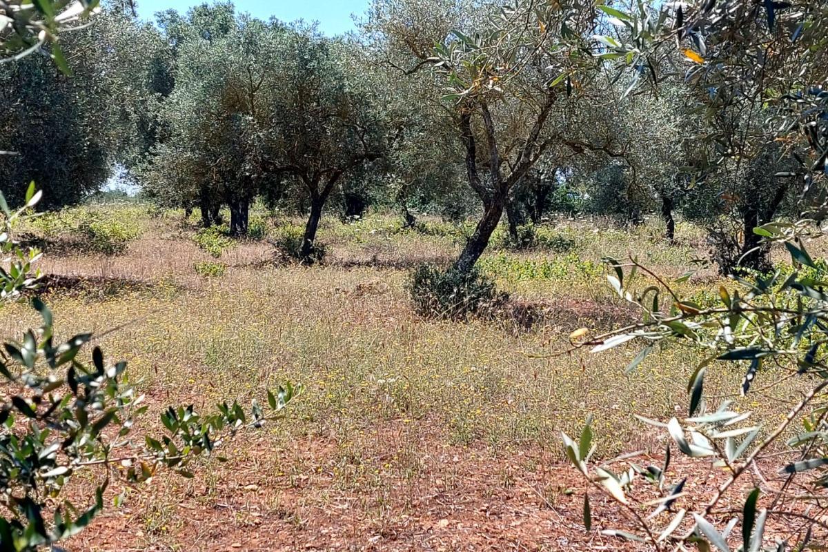 Sassari Loc. Pian de Sorres  podere con fabbricati e oltre 6 ettari di terreno coltivato