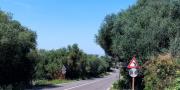 Sassari La Landrigga oliveto con casa rurale