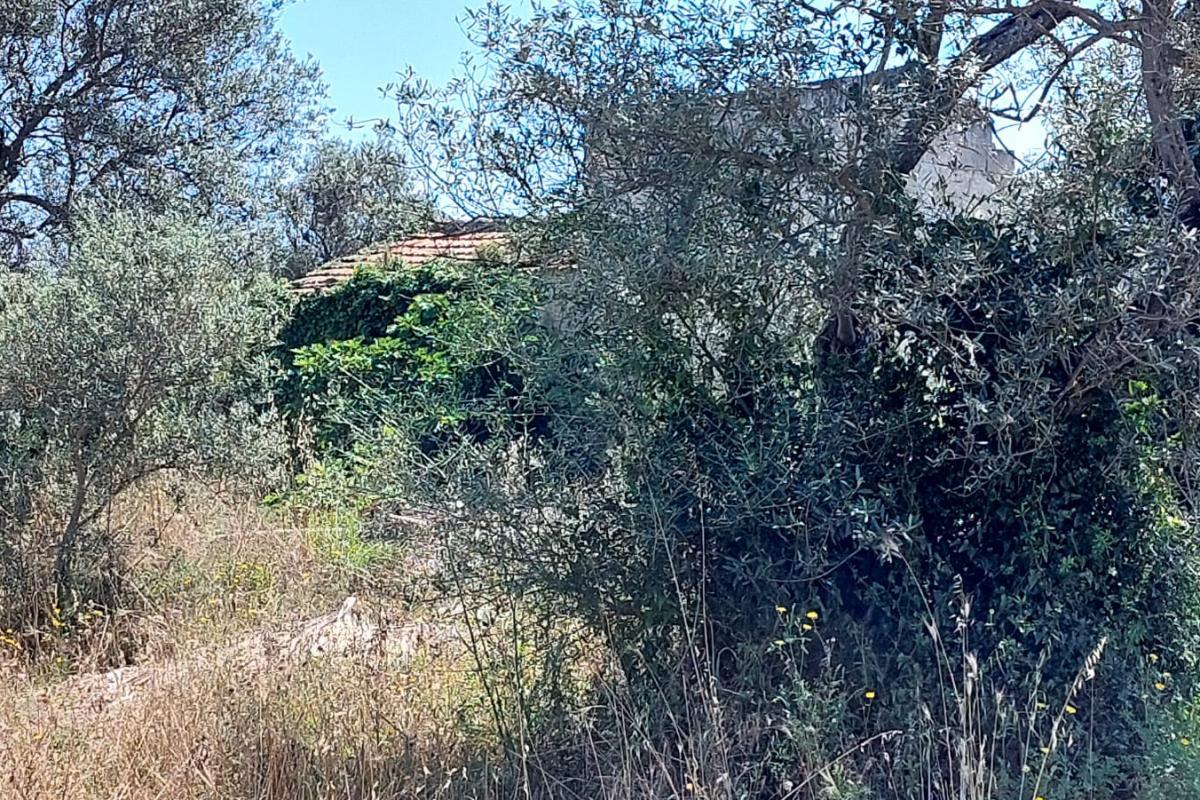 Sassari La Landrigga oliveto con casa rurale