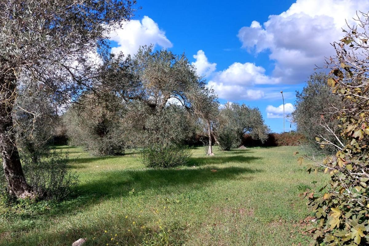 Sassari Bancali terreno 3 ettari + casa indipendente  da ristrutturare mq 63  e  3 ettari di oliveto