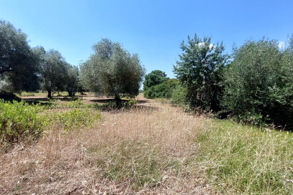 Sassari Loc. Pian de Sorres  podere con fabbricati e oltre 6 ettari di terreno coltivato