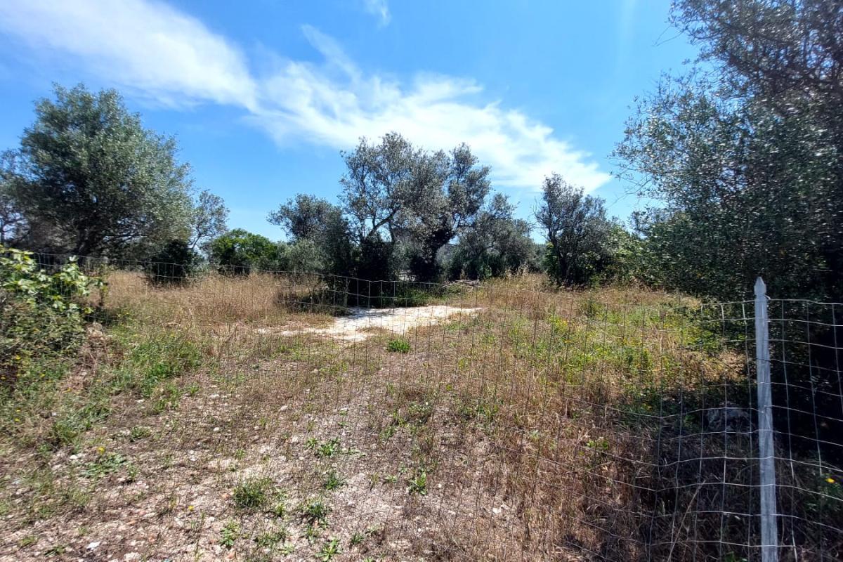 Sassari La Landrigga oliveto con casa rurale