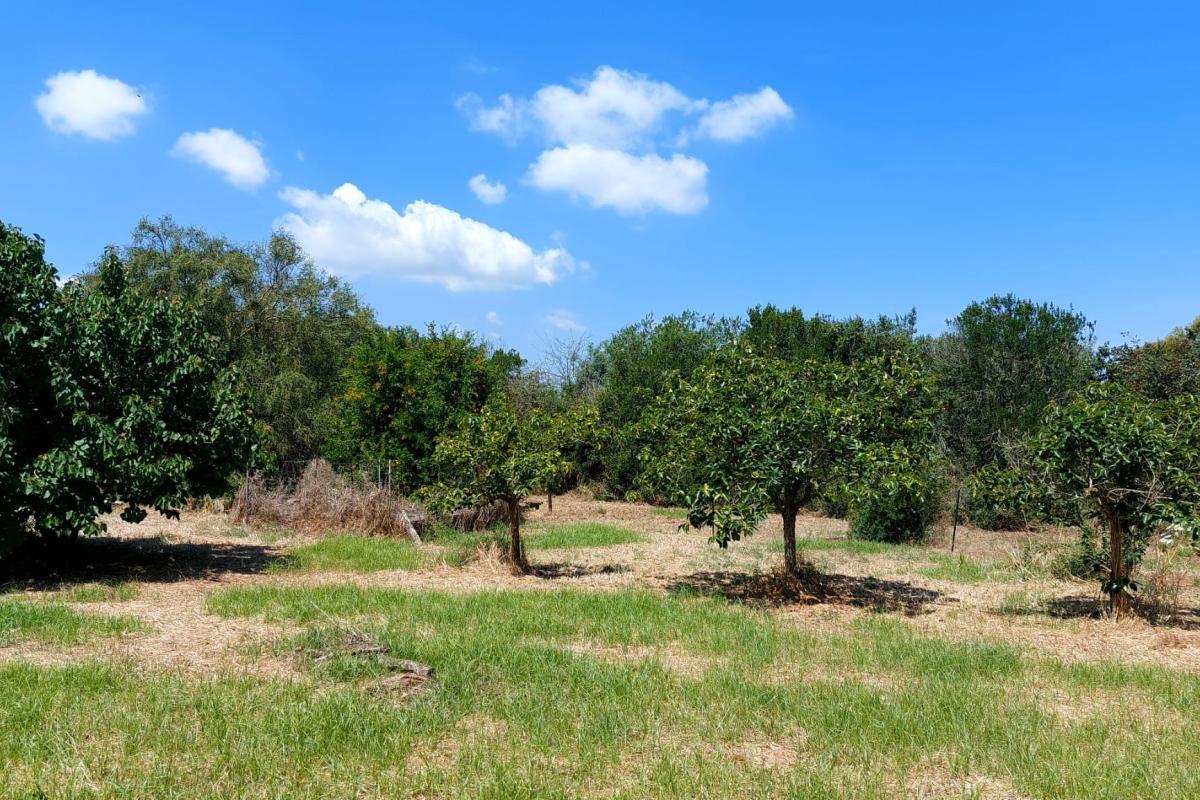 Sassari Loc. Pian de Sorres  podere con fabbricati e oltre 6 ettari di terreno coltivato