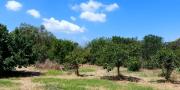 Sassari Loc. Pian de Sorres  podere con fabbricati e oltre 6 ettari di terreno coltivato