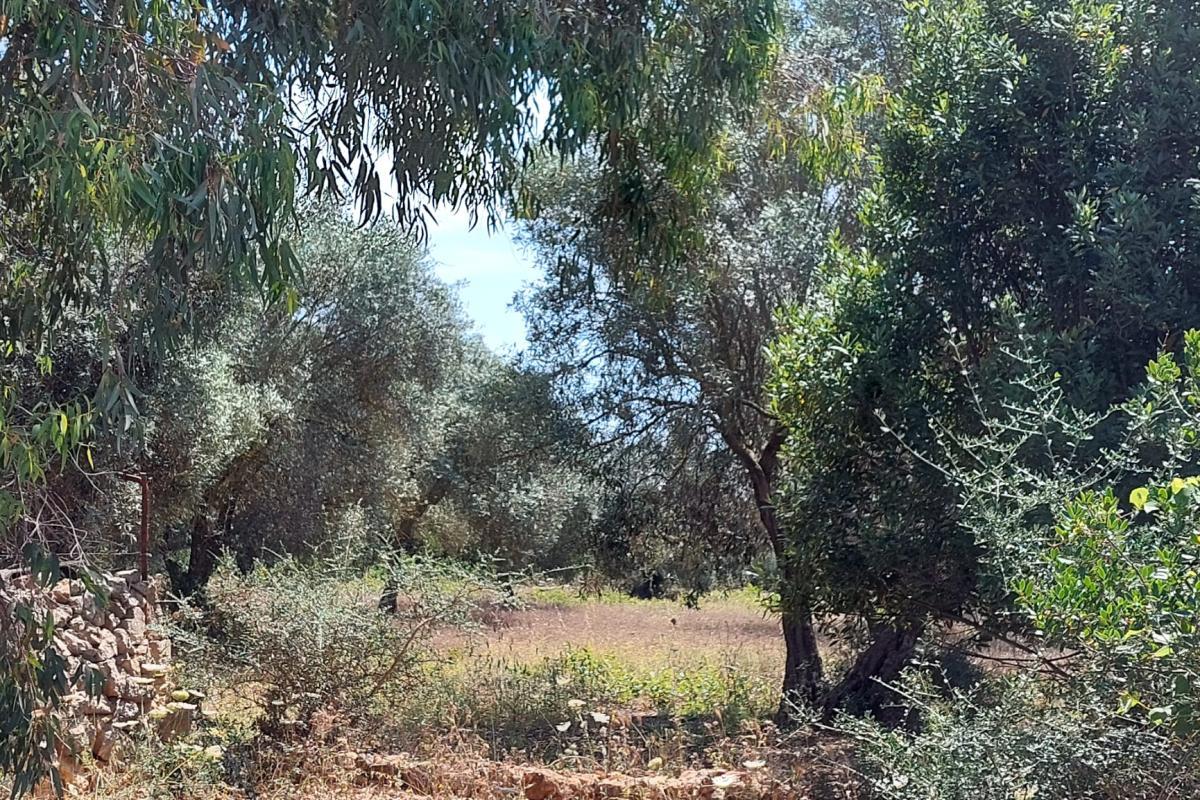 Sassari Loc. Pian de Sorres  podere con fabbricati e oltre 6 ettari di terreno coltivato