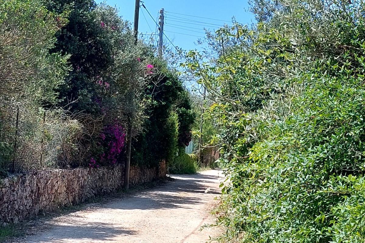 Sassari La Landrigga oliveto con casa rurale