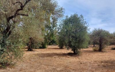 Sassari Bancali terreno 3 ettari + casa indipendente  da ristrutturare mq 63  e  3 ettari di oliveto