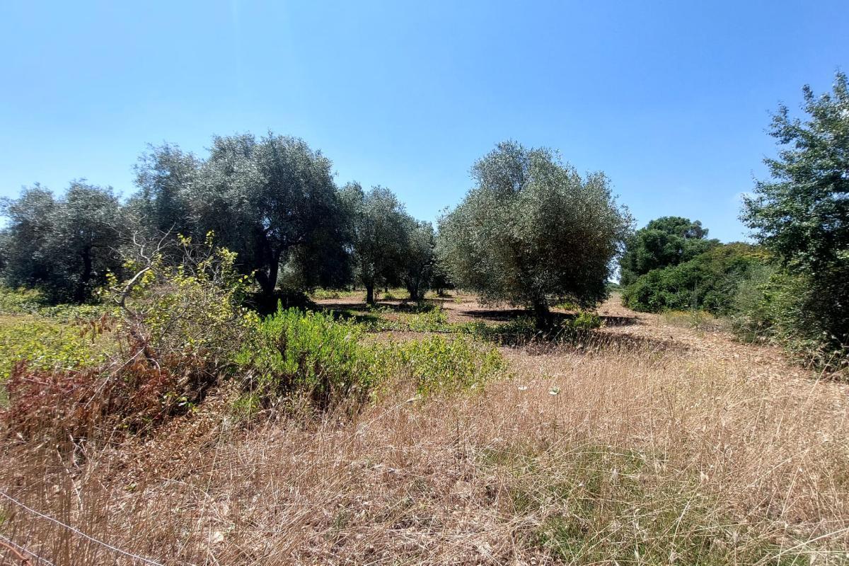 Sassari Loc. Pian de Sorres  podere con fabbricati e oltre 6 ettari di terreno coltivato