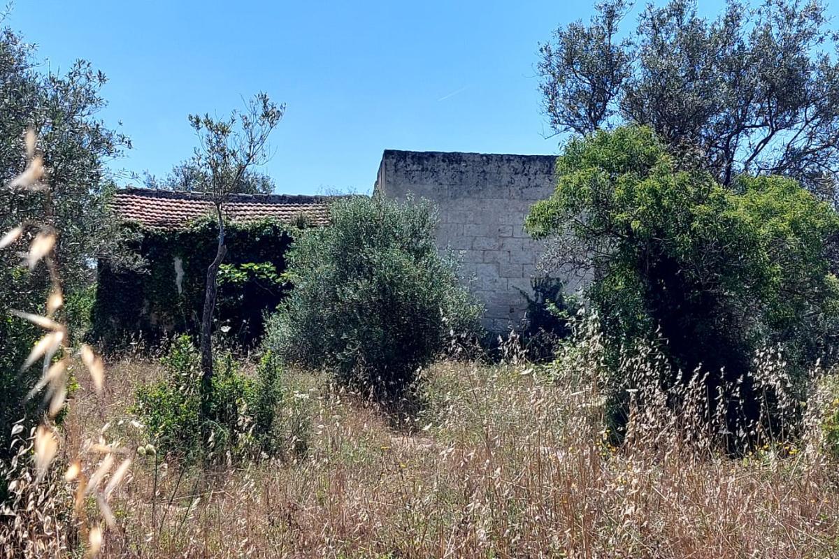 Sassari La Landrigga oliveto con casa rurale