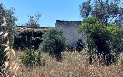 Sassari La Landrigga oliveto con casa rurale